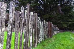 The Fence-6444.jpg